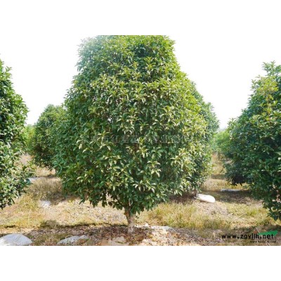 浙江櫻花樹供應(yīng)商櫻花基地直銷