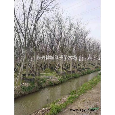 大樸樹