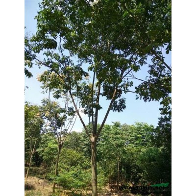 12-18公分櫸樹