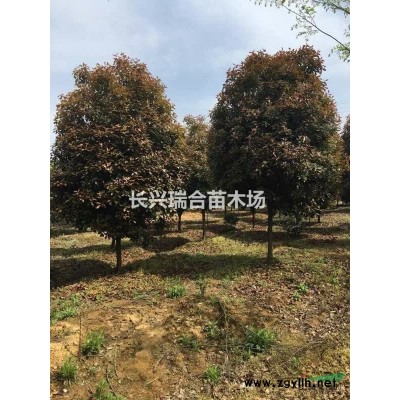 精品黃山欒樹 黃山欒樹價(jià)格 黃山欒樹信息 黃山欒樹介紹