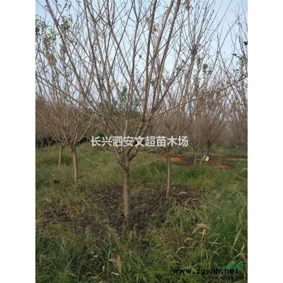 浙江長興d2-3公分雞爪槭(七)價格,雞爪槭圖片,處理貨