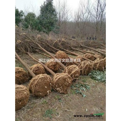 浙江長興長期供應10公分精品/水杉上車價格/水杉基地圖片