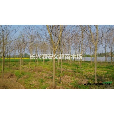 2018年15-28公分香樟袋苗/容器苗/假植苗/移栽苗出售