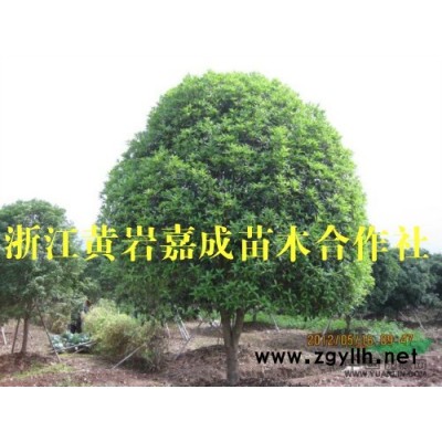 大量供應(yīng)精品移栽丹桂