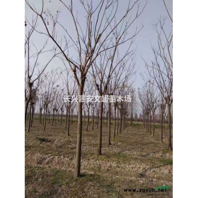 浙江長興供應12-25公分全冠/移栽/骨架香樟/香樟基地