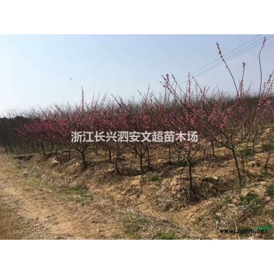 供應假植/移栽叢生/多枝/多桿精品原生樸樹