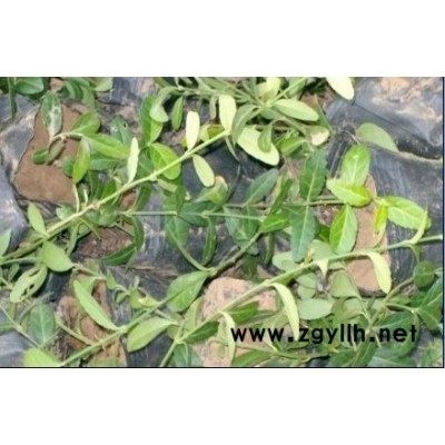 大吳風(fēng)草(活血蓮、荷葉三七)