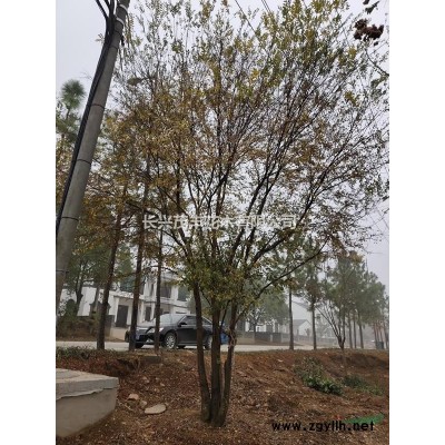 浙江長興供應原生拼種5-15公分4-6桿精品叢生/ 多干樸樹