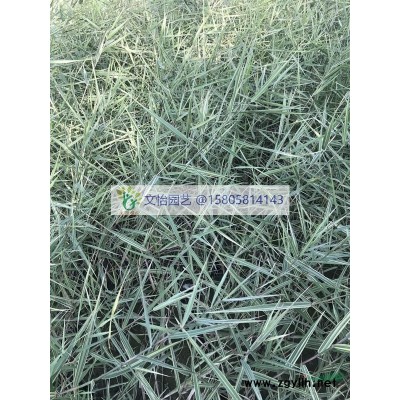 常綠萱草、大花萱草、紅運萱草、金娃娃萱草-產(chǎn)地直銷