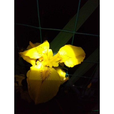 浙江地區供應花葉水蔥