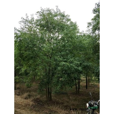浙江地區供應d6-12紅梅
