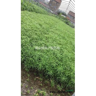 浙江地區供應常綠水生鳶尾
