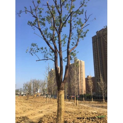 優質樸樹行情報價\優質樸樹圖片展示