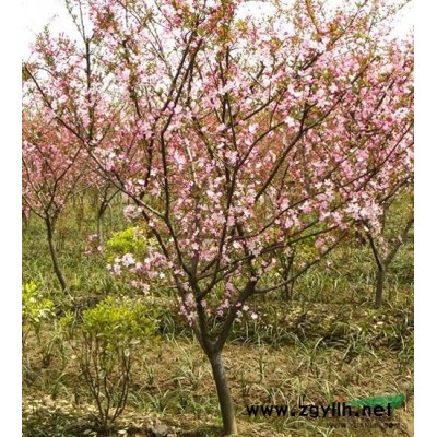 落羽杉2行情報(bào)價(jià)\落羽杉2圖片展示