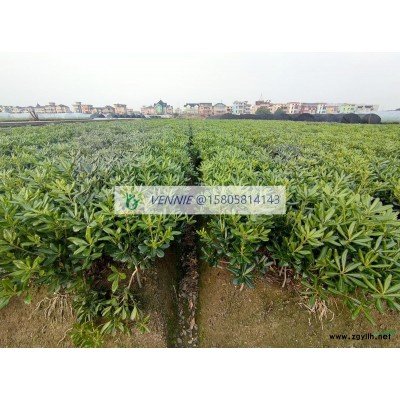 金邊黃楊綠化小苗-產(chǎn)地直銷
