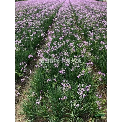 浙江地區(qū)供應(yīng)花葉蘆竹