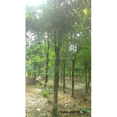 供應北美海棠D6-8cm