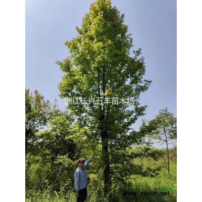 大量供應各喬種規格香樟樹，櫸樹等喬木