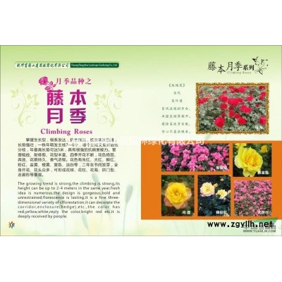 富陽供應(yīng)意大利絡(luò)石屏