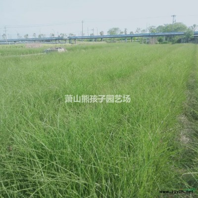 浙江地區(qū)供應(yīng)旱傘草