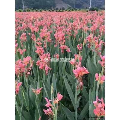 浙江地區供應水菖蒲