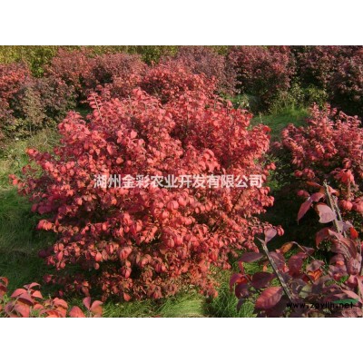 紅火心火龍果（自花授粉）