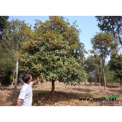 桂花小苗2*新價格/桂花小苗2報價