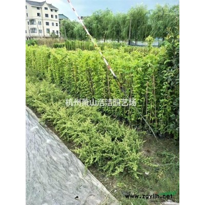 供應小葉女貞球/水臘球