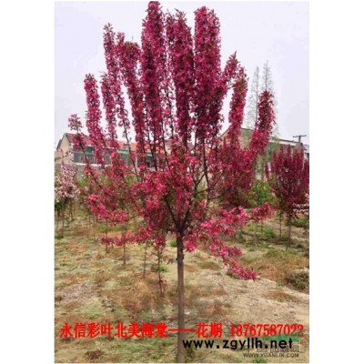 出售彩葉速生北美海棠紅巴倫當(dāng)年生小苗