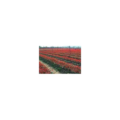 大量供應深山含笑，6-18公分，直生苗，樹形中上。