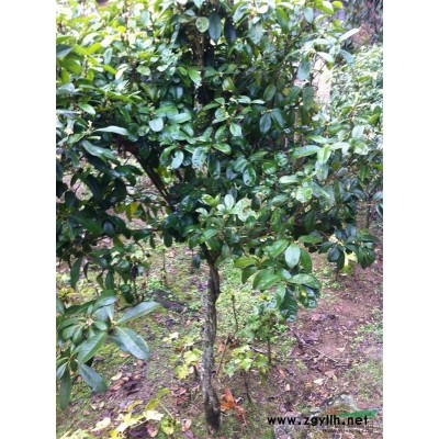 桂花9行情報價\桂花9圖片展示