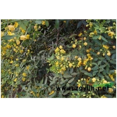 供應(yīng)水果蘭(銀石蠶）/水果蘭價格/蕭山苗（金邊、金森、海桐）