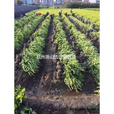 蕭山苗木（色塊、灌木、喬木）熱銷