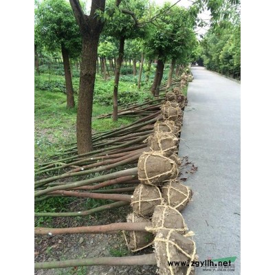 香樟、櫸樹、合歡一年生小苗(數量多)