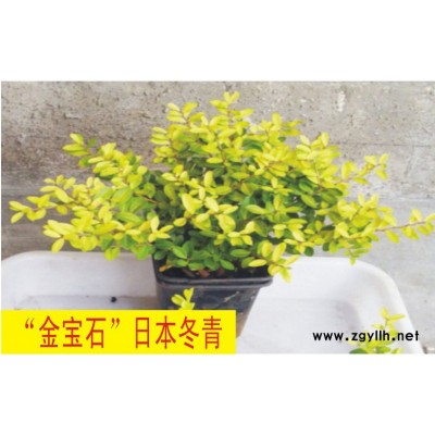 花葉柊樹(shù)