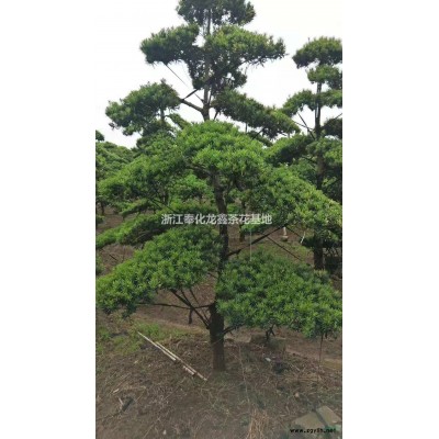 浙江茶梅介紹/特征/用途