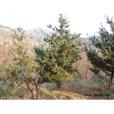 浙江白玉蘭介紹