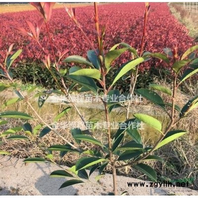 浙江紅葉石楠價格/批發(fā)