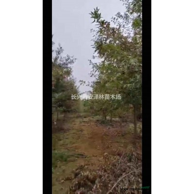 浙江8-12公分娜塔莉批發(fā)/供應(yīng) 量大從優(yōu)