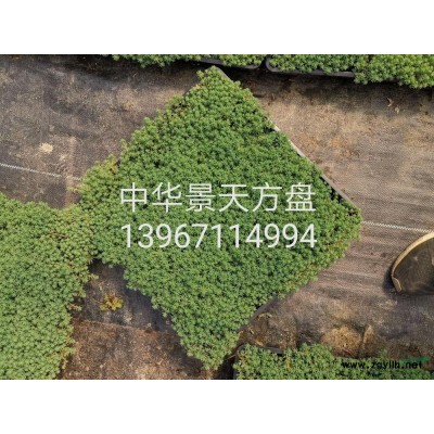 浙江[產(chǎn)品]/浙江無盡夏 （八仙花）2加侖價(jià)格/報(bào)價(jià)