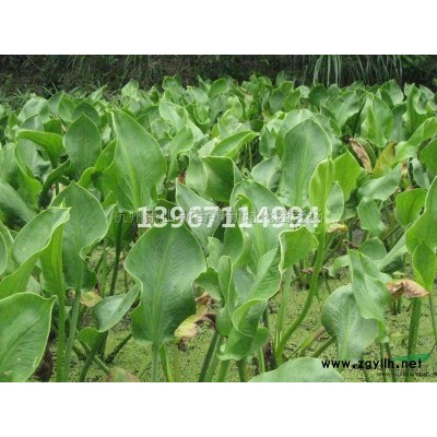 2019年浙江百子蓮2加侖新報(bào)價(jià)