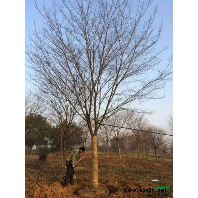 無患子供應/無患子圖片