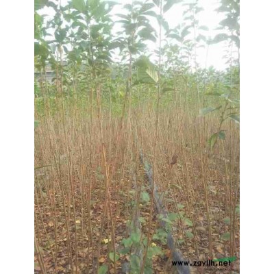 紅梅小苗行情報(bào)價(jià)\紅梅小苗圖片展示