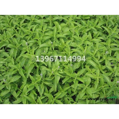 浙江[產(chǎn)品]/浙江毛冠草180雙色杯價(jià)格/報(bào)價(jià)