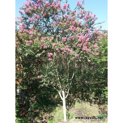 紅楓櫻花雞爪槭紅葉李小苗供應(yīng)