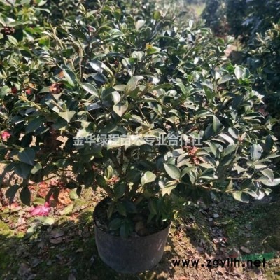 紅葉石楠杯苗介紹 紅葉石楠杯苗價格/批發(fā)