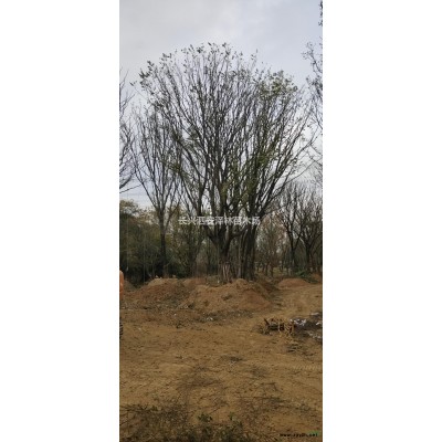 浙江供應(yīng)5-8公分娜塔莉規(guī)格* 基地直供