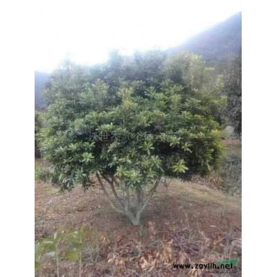 楊梅2*新價格/楊梅2報價