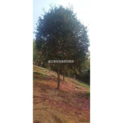 美人茶 茶花圖片/美人茶 茶花報(bào)價(jià)