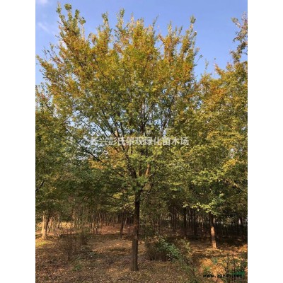 浙江[產品]/浙江叢生香樟 湖州叢生香樟價格/報價